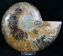 Beautiful Cut Ammonite Fossil (Half) #8420-1